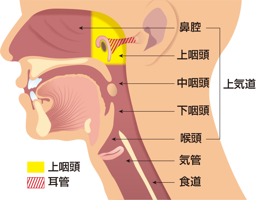 鼻・喉の各部位